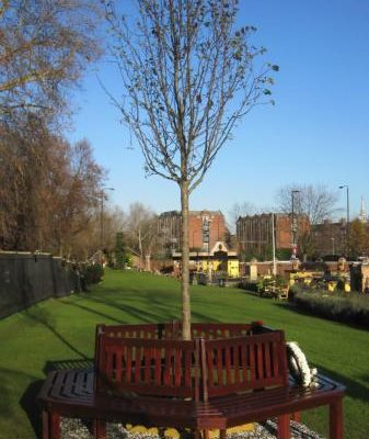 memorial_garden_memorial_tree_andbench__large